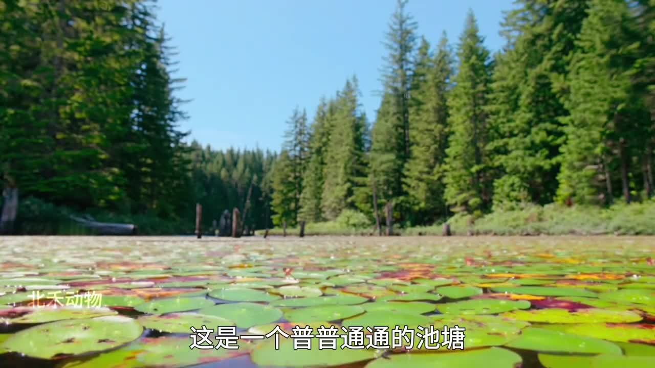 蝌蚪你若毁我天堂我必折你翅膀