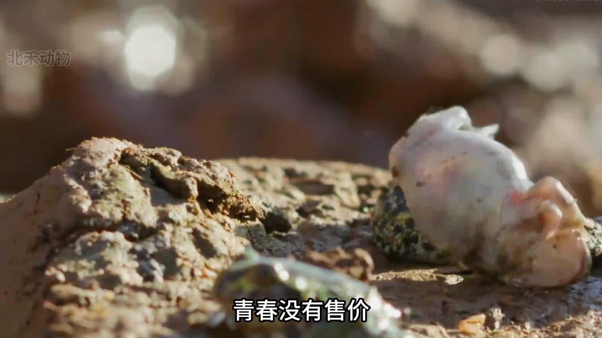 离离原上草哪有单身好