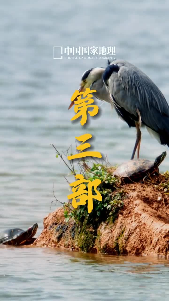 摄影师萌萌作品助理航拍V名为嫌弃主演巴西红耳龟苍鹭特别提示巴西红耳龟为外来入侵物种未经允许不要随意放生会严重破坏生态平衡