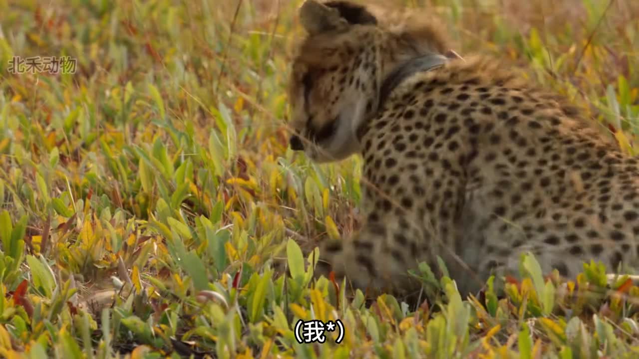 今日份受害者豹豹