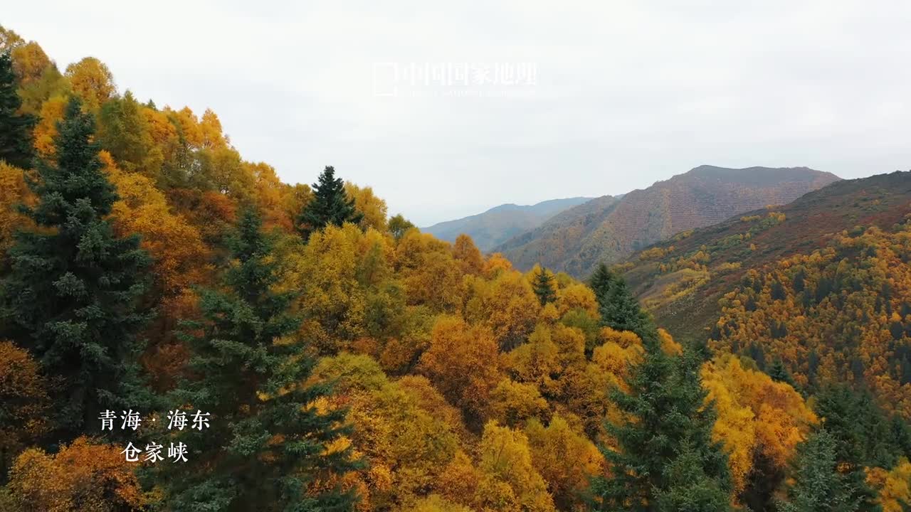 通往秋天的青海最美公路你去过吗扎碾公路位于青海海东这条路穿越互助土族自治县北山国家森林地质公园乐都区仓家峡省级森林公园串起了互助县至乐都区的沿途景区金秋时节道路两旁层林皆醉秋叶尽染浓浓秋意在公路沿线无限蔓延