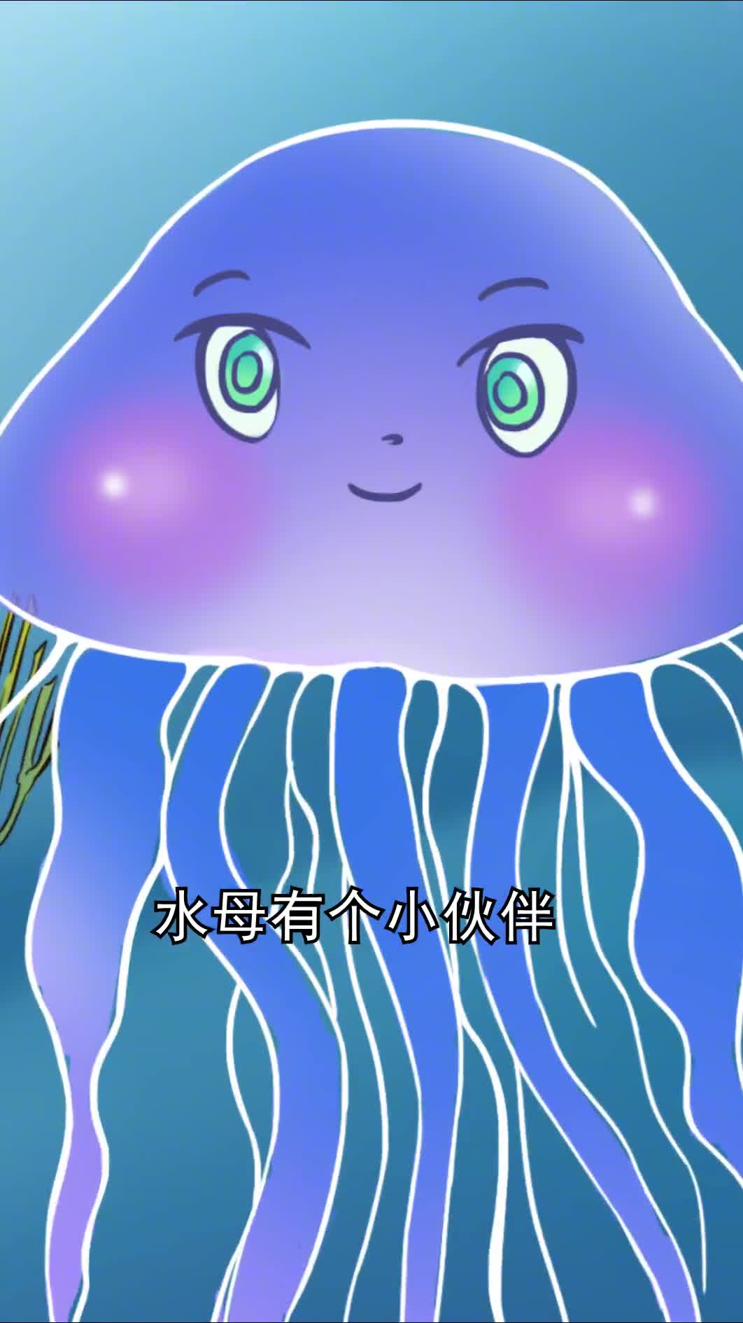 水母的小伙计