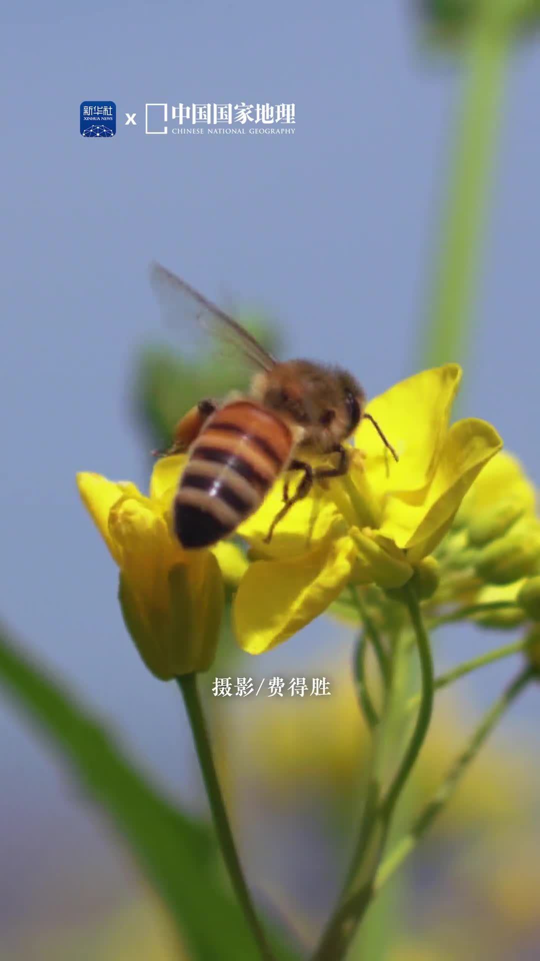 雪山下的油菜花海有多美青海省东北部的门源县是北方小油菜的故乡几十万亩的油菜田通常要到7月份才进入盛花期怒放百里的油菜花海衬着蓝天白云与圣洁的雪山构成了独特的景观