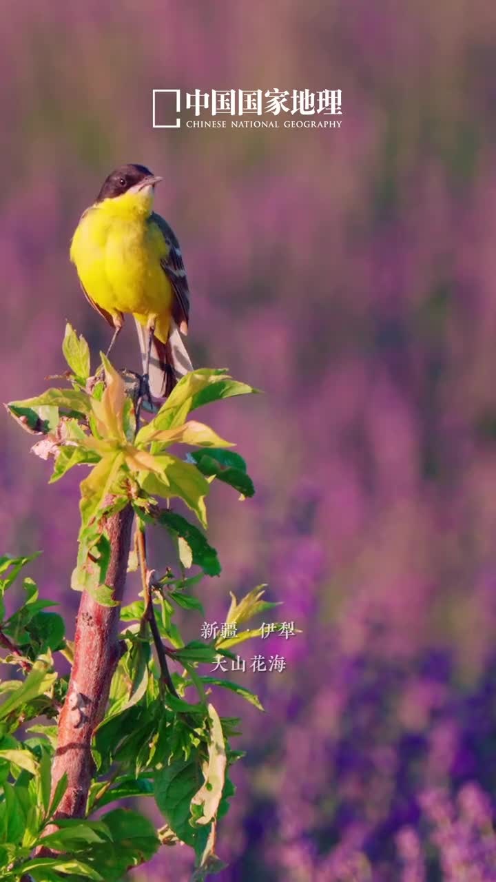 紫气东来奥运加油2024年巴黎奥运会充满紫色浪漫自然界中亦有靓丽的紫色簇拥生长的紫色花朵轻盈摇曳落日时分的紫色天际治愈温柔迷人的紫色总能带来神秘梦幻的美感巴黎奥运会开幕在即一起为中国奥运健儿加油吧