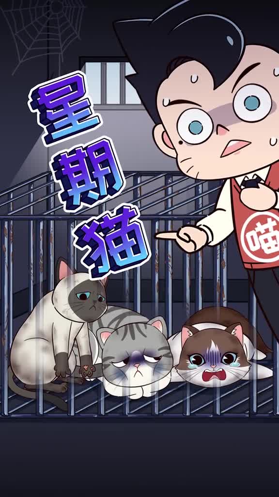 你知道什么是星期猫吗背后的真相令人厌恶新手买猫要注意甄别哦