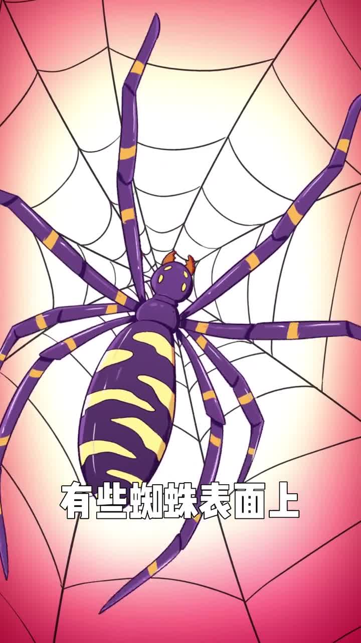 有些蜘蛛表面上长得毛骨悚然背地里却是一道美食油炸花蜘蛛