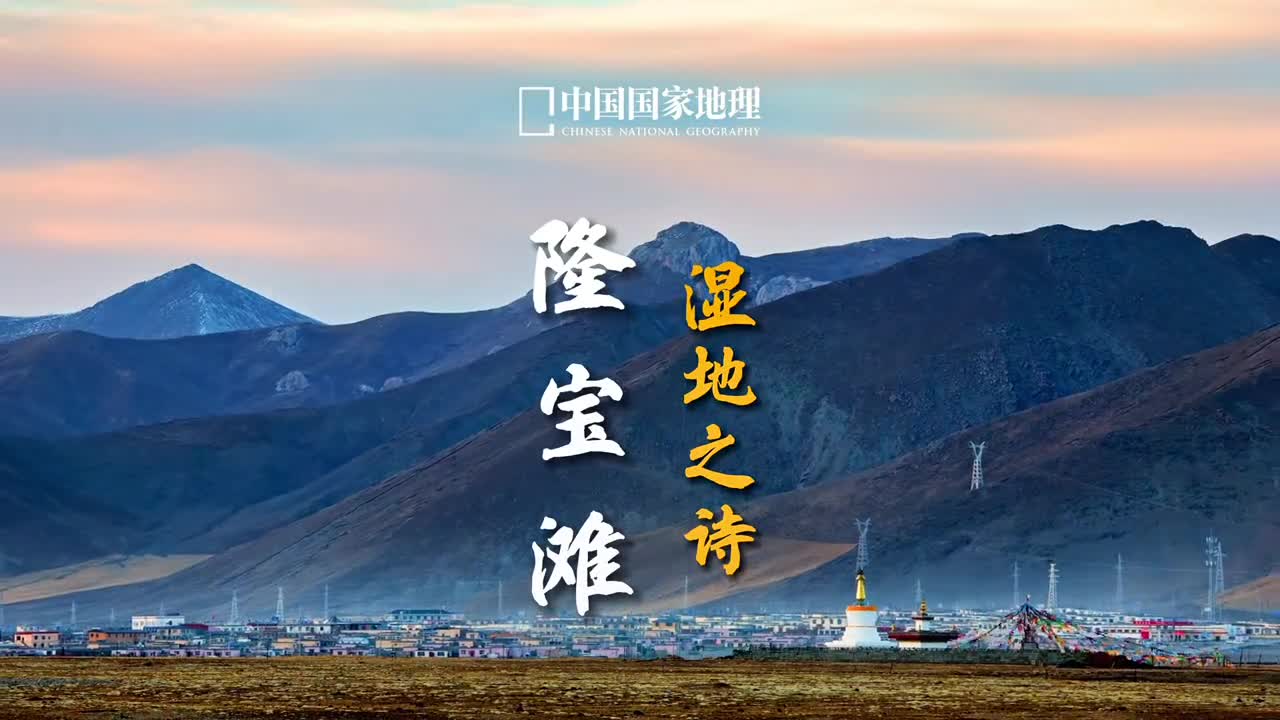 高原仙鹤黑颈鹤喜欢这里