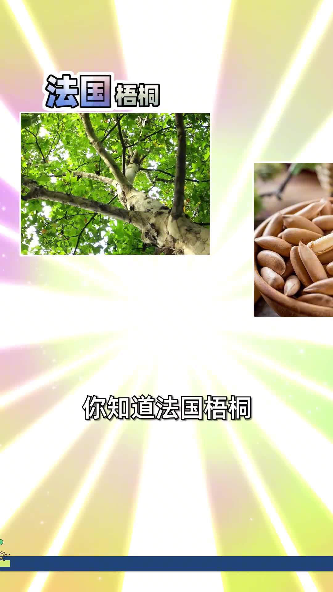 你知道法国梧桐巴西松子和美蛙鱼头分别来自哪里吗