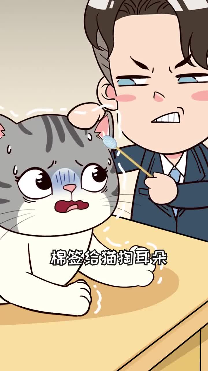 给猫洗耳朵的正确步骤