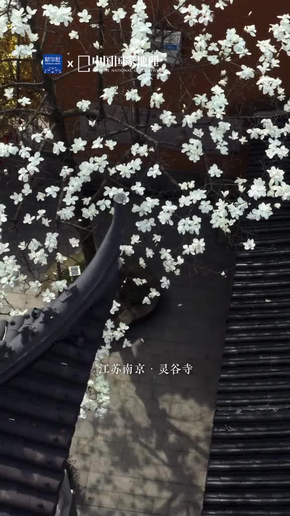 爱了古刹与玉兰花的适配度满分天香飘广殿山气宿空廓江苏南京的灵谷寺坐落于钟山的东南麓岁月沉淀在黄墙飞檐下雪白的玉兰花袅袅绽放花瓣轻舞恰似寺庙古意在风中徐徐荡漾古与今寺与花交相辉映呈现了深邃的时光之美