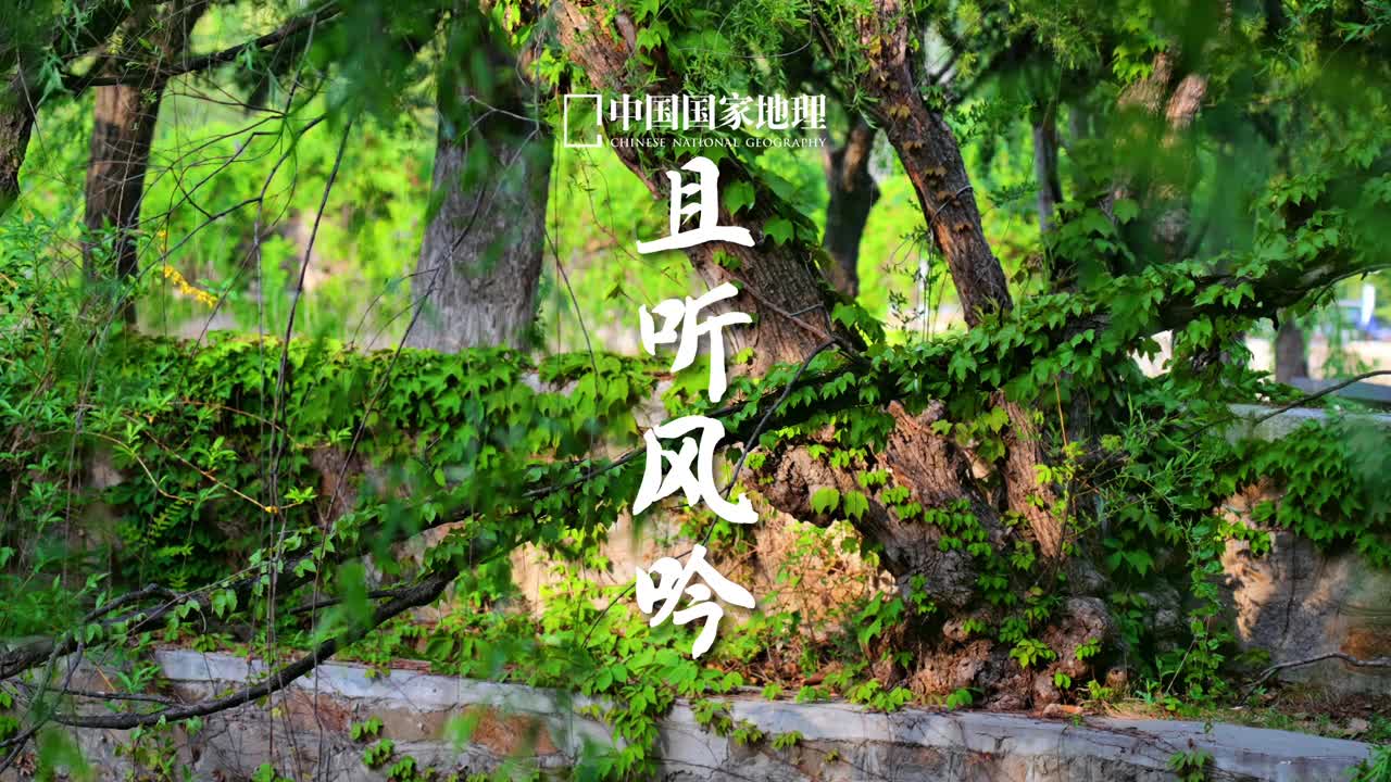 风是自由的你也是风看不见也摸不着但你却能感受到它的存在你是否也好奇风的形状当风拂过树梢越过山峦摇动的花瓣是风微颤的绿叶也是风缱绻的浮云闪烁的光影心间的思念都是风慢下来感受静待风起且听风吟