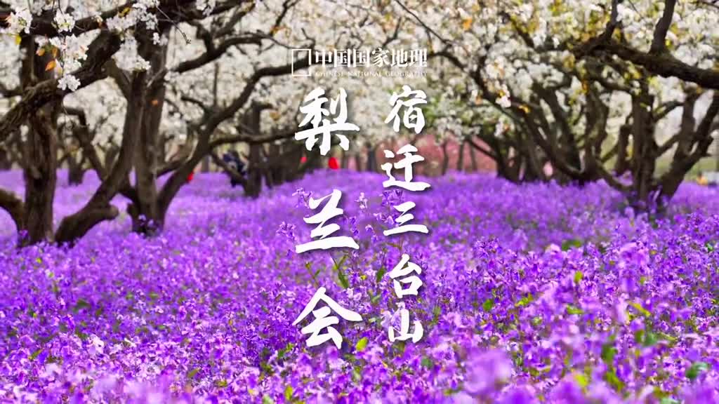 梨兰相会争春色每年3月底到4月中在江苏宿迁的三台山国家森林公园你可以看到数百亩梨花与二月兰同框的梦幻春景满树梨花洁白胜雪遍地二月兰盛开如霞花间漫步细嗅芬芳让人心动