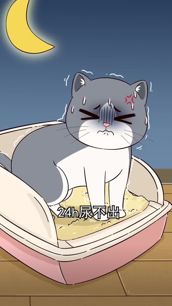 猫咪尿闭了怎么办讲述我的一段真实经历并总结出经验供你们参考