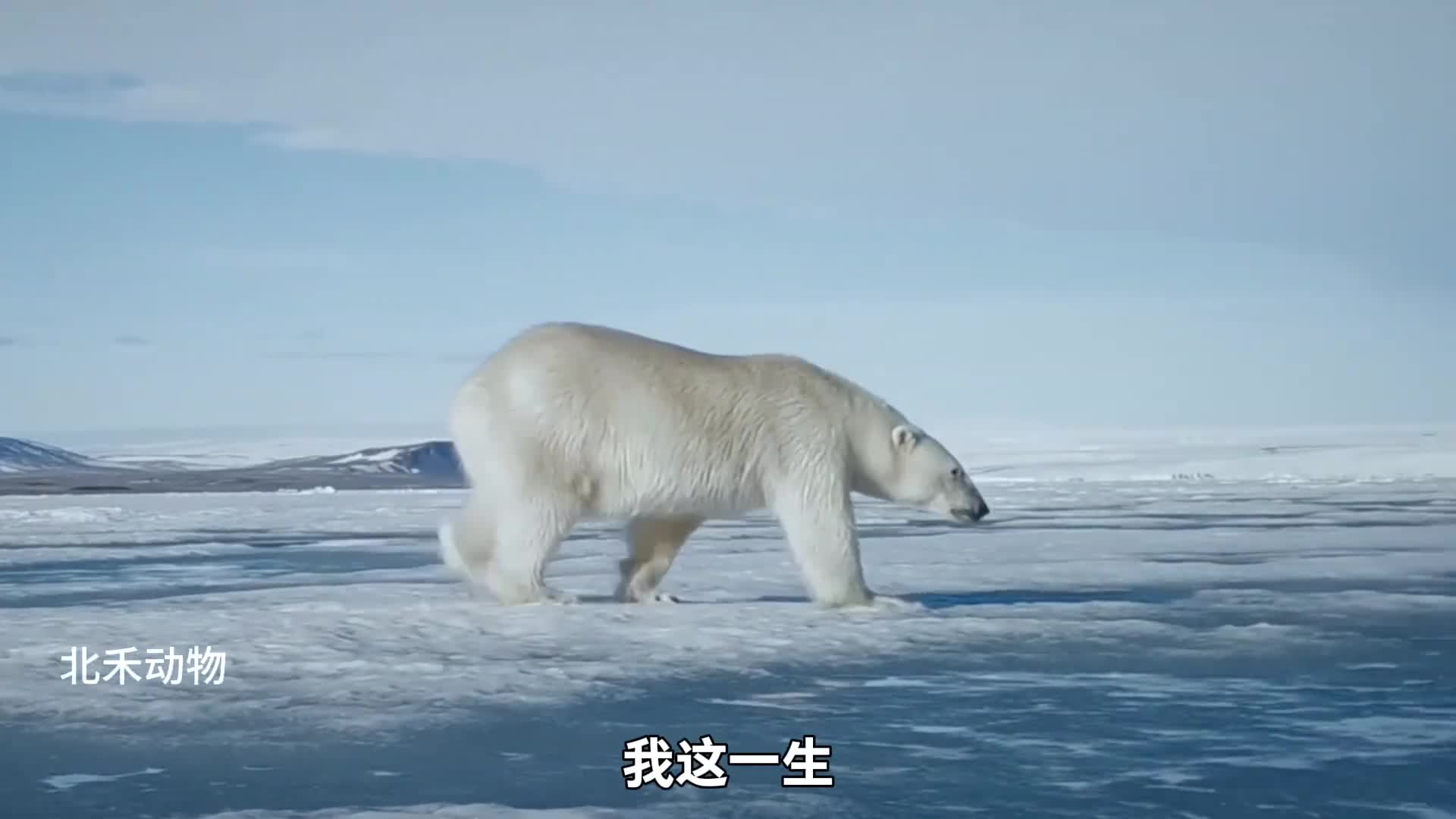 我这一生如履薄冰你说我能成功走到对岸吗