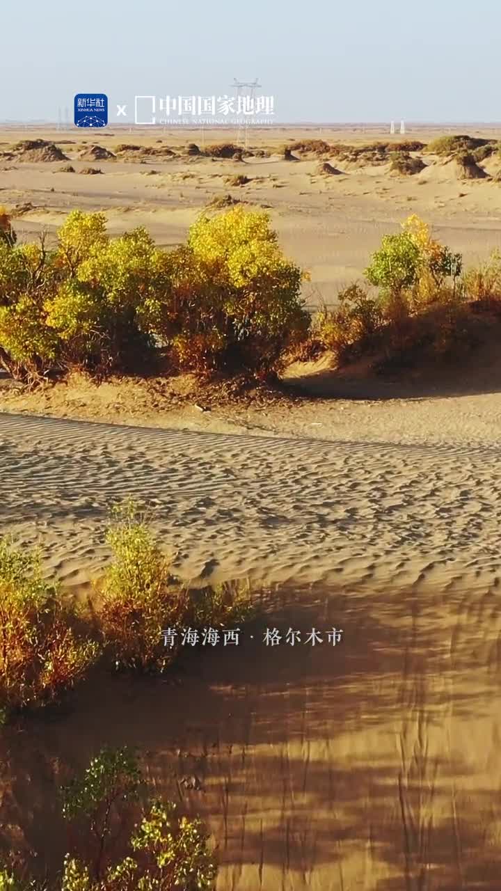 沙漠之上的孤勇者万物各有其时胡杨自然属于金秋尽情绽放的胡杨在青海格尔木的荒漠演绎着生命的绚烂