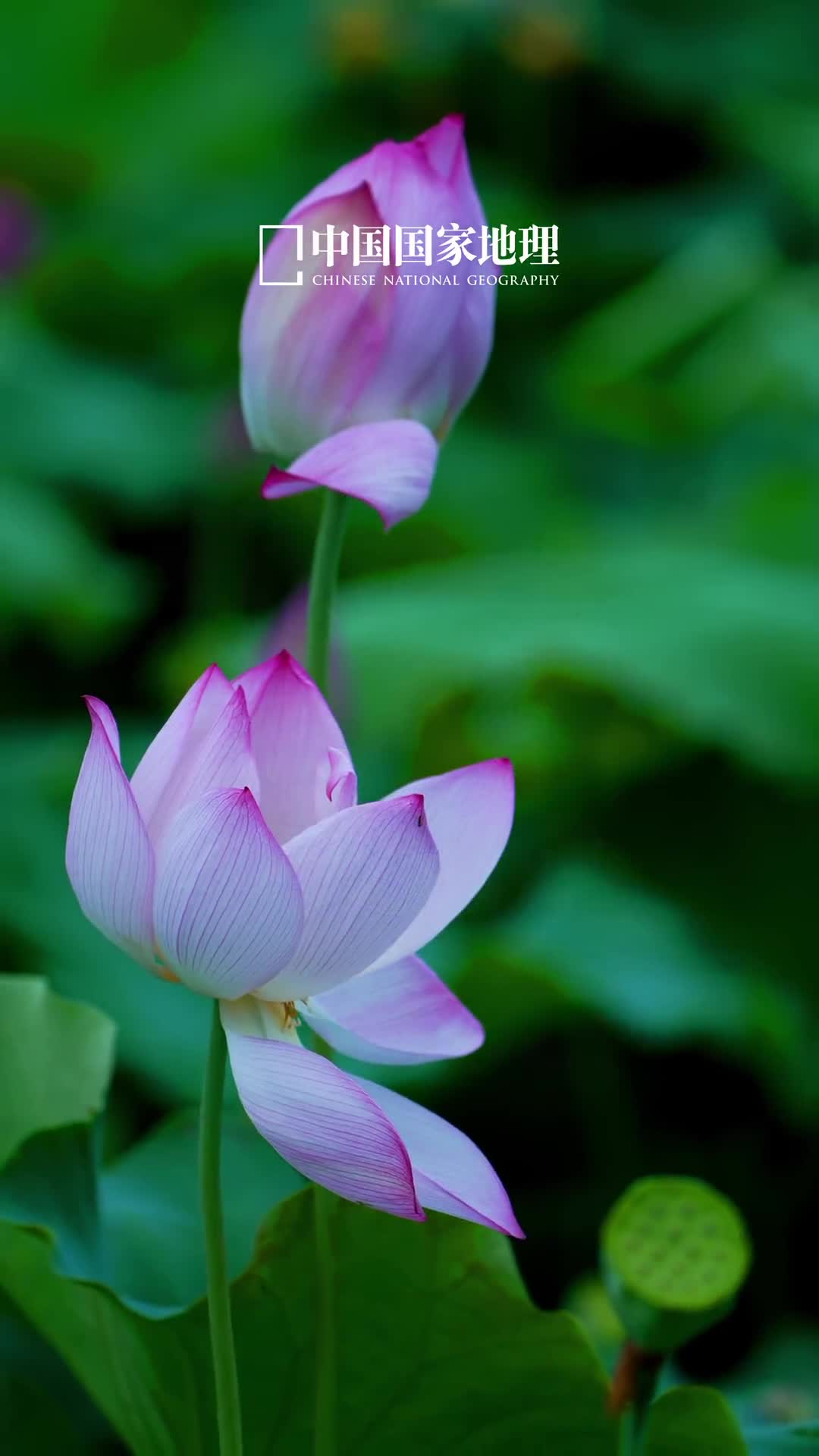 荷荷美美岁月静好