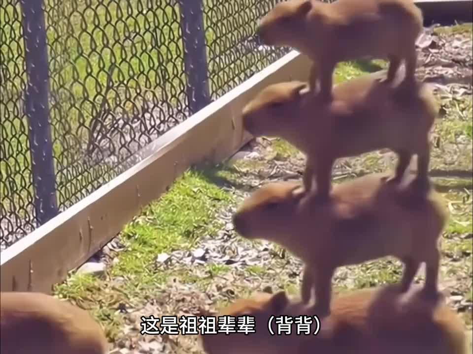 原来卡皮巴拉并不是网上看到的样子