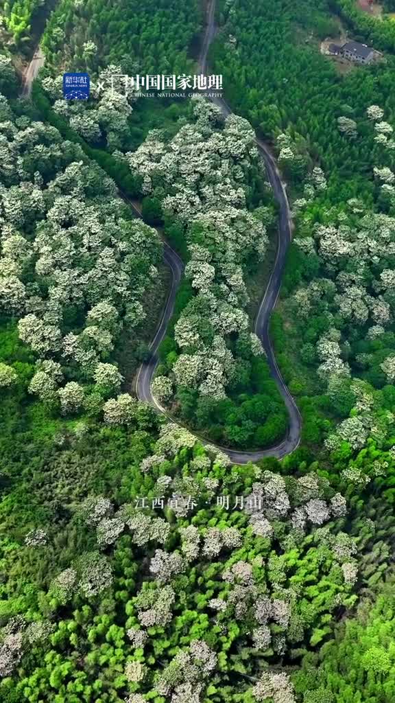 漫天桐花如童话这里是位于江西省宜春市的明月山初夏时节桐花遍野编织成梦幻而旖旎的童话世界那素白的花朵如小精灵般在绿意盎然的山林间起舞轻盈而灵动