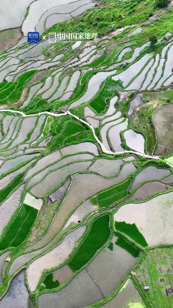 绿意在梯田蔓延贵州黔东南的高要梯田顺着山势起伏层叠铺展如同雕刻在大地上的等高线水影天光美如画肥沃的梯田养育了一代代苗家儿女