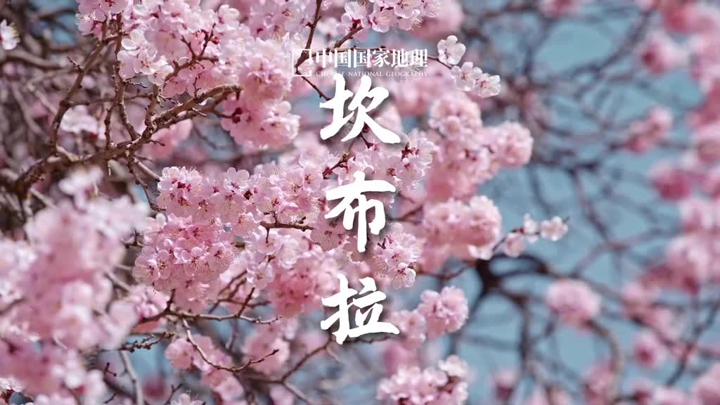 青海的春天来啦在辽远无垠的天地中春天的坎布拉国家森林公园仿佛一幅自然天成的油画如云似雪的杏花诉说着春天的温暖与美好明媚秀丽的赤山碧水展现着青藏高原的另一种美地处黄河岸边的坎布拉丹霞面积大形体陡峭很多地方相对高度为200米300米壮观的丹霞地貌高峡平湖与广袤的森林共同诠释了何为大地的灵魂人间的天堂