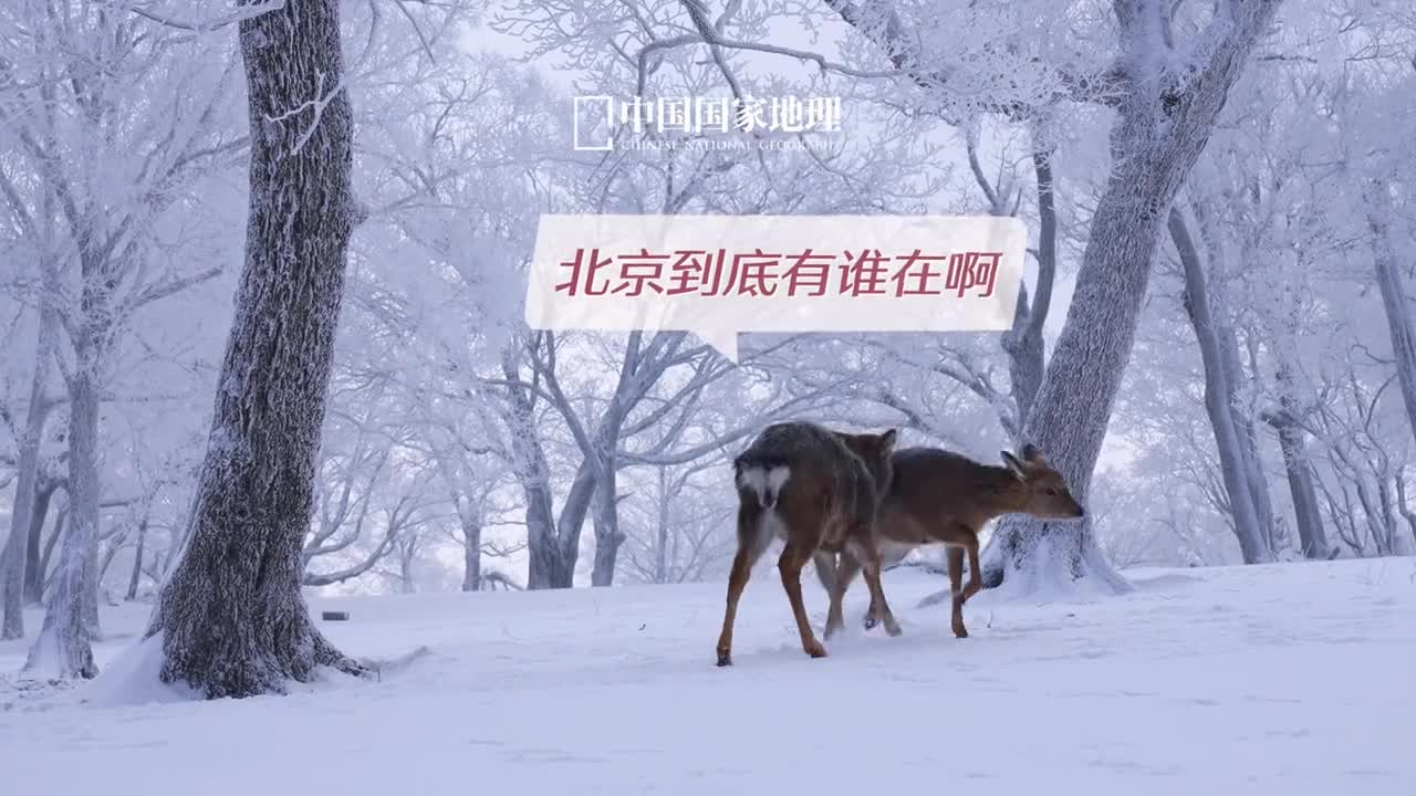 这就是我偏要去北京的理由这里是中国的心脏传奇的东方韵味难掩千年的荣光传统与现代在这里完美融合都市的繁华与历史的璀璨在这里相得益彰北京好city啊