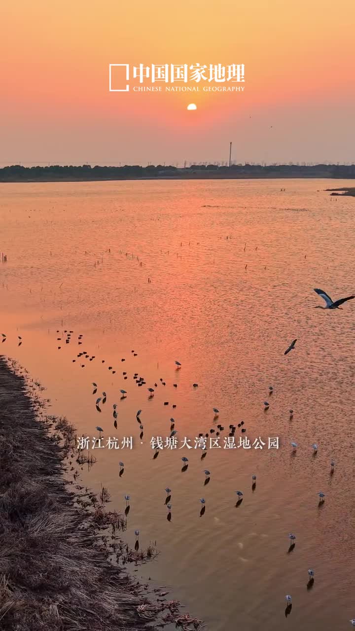 美到窒息候鸟跨越半个地球赴钱塘之约在钱塘江起潮点坐落着一处浙江省观鸟胜地杭州钱塘大湾区湿地公园这里是东亚澳大利西亚候鸟迁飞路线的重要中转站迎接过包括稀有鸟类东方白鹳白头鹤等在内的多种鸟类迎着朝霞群鸟或悠闲游走或停歇伫立或自由翱翔千姿百态美不胜收