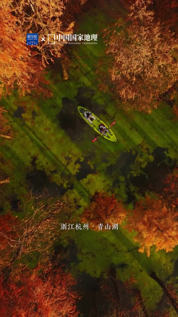 遇见江南的水上森林在浙江杭州青山湖有一片高大的水上森林随着气温下降森林披上彩衣泛舟其间江南的温柔让人心醉