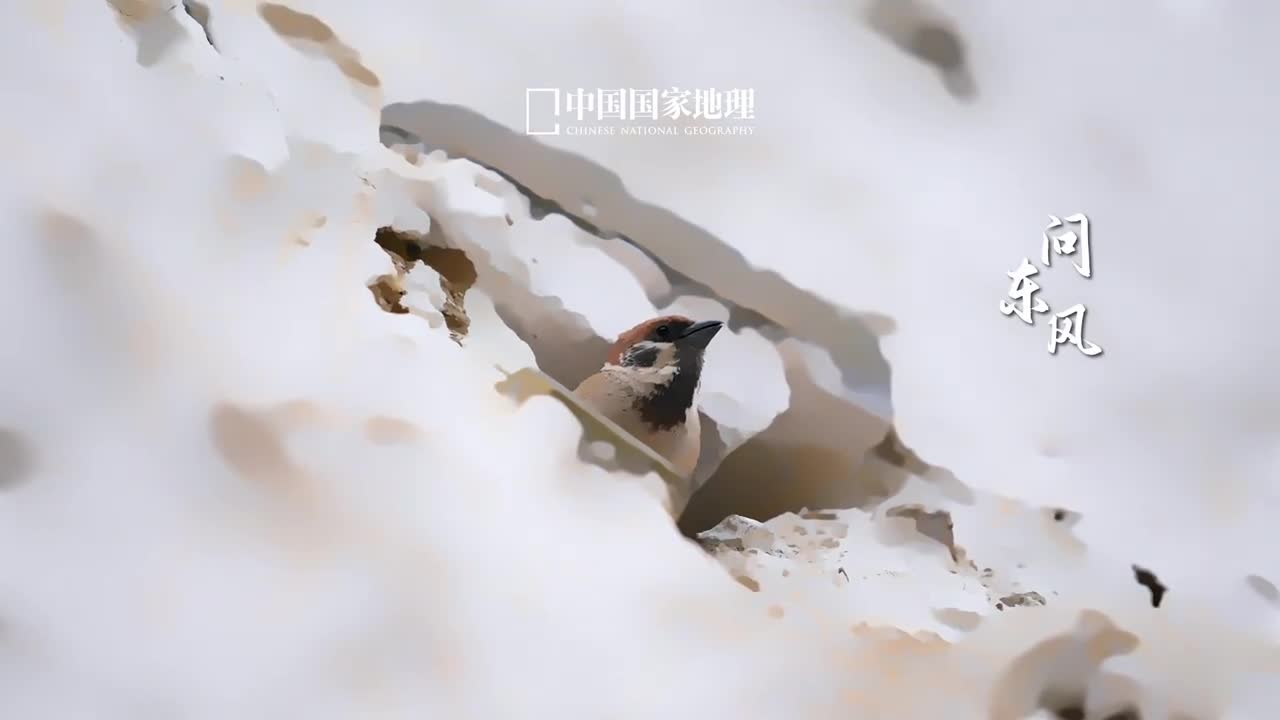 立春人随春好春与人宜问东风消息几时来凛冬之寒渐渐退散我们终于迎来了期盼已久的春天一候东风解冻二候蜇虫始振三候鱼陟负冰万千冬藏一春柔律回春渐启华年且静候人间华枝春满