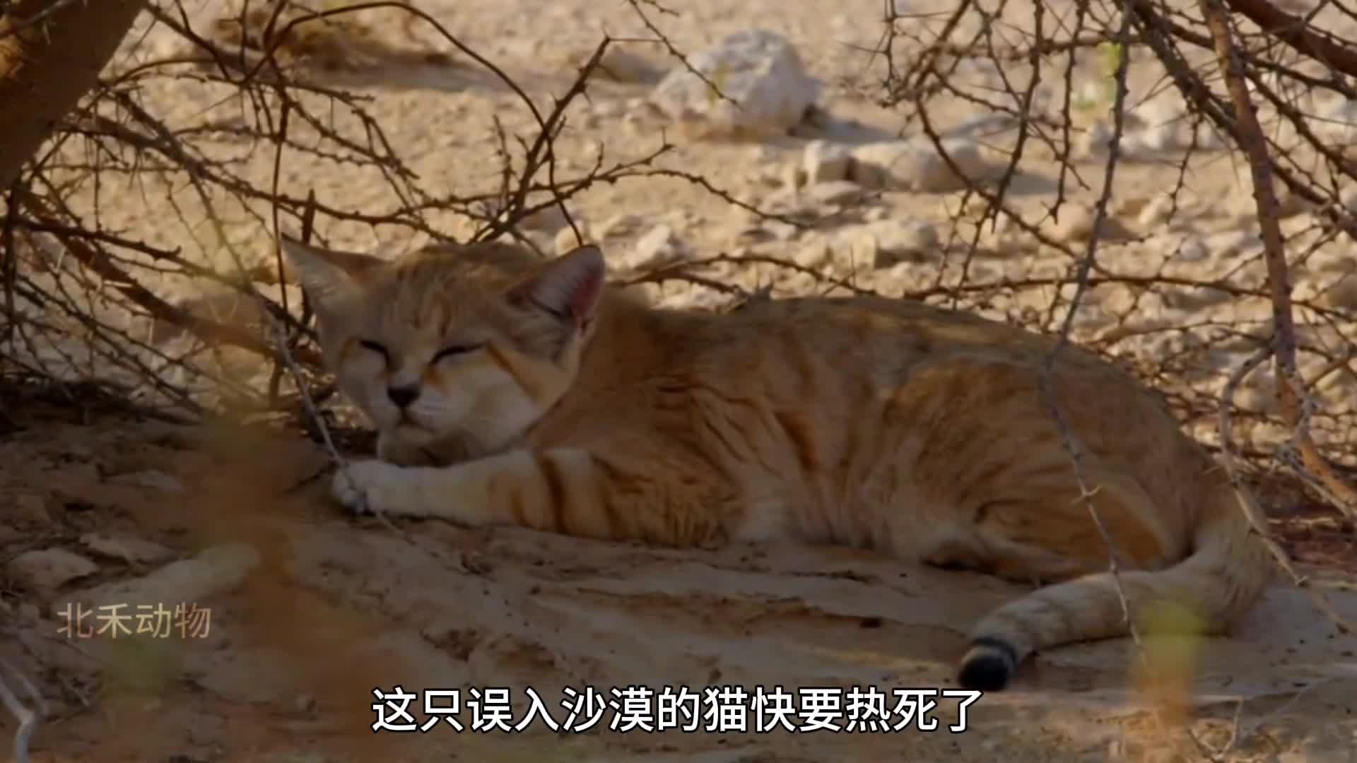 今日份小可爱沙丘猫