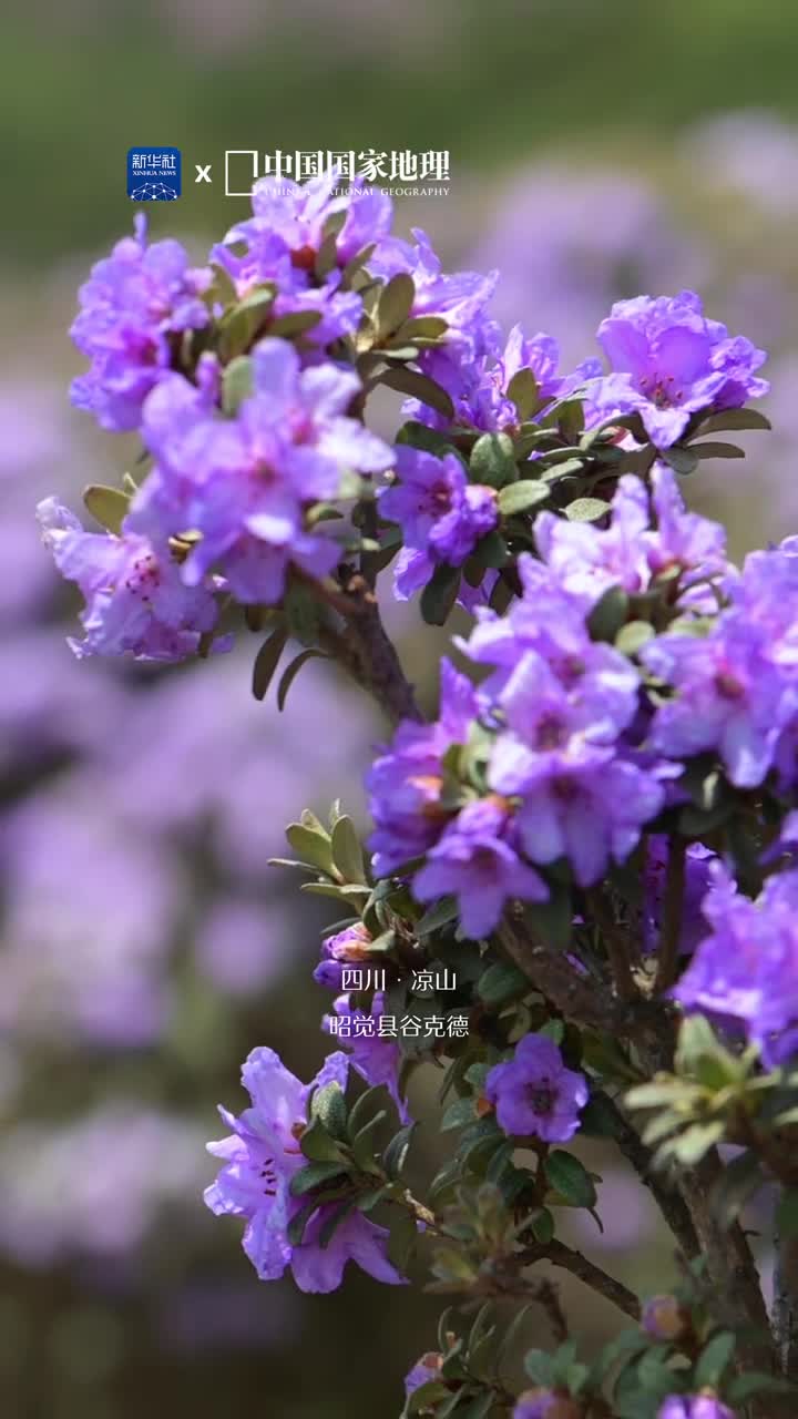索玛花邀你赴一场花季之约人间四月芳菲尽高山玫瑰开似锦在四川省凉山彝族自治州杜鹃花被称为索玛花是彝族人民的吉祥之花代表着热情的欢迎与美好的祝福步入雄奇的山川那姹紫嫣红的索玛花犹如瑰丽的云团山山相接灿烂明艳既显壮美又透出几分柔情每一朵索玛花都仿若大地的情书寄给蓝天与雄鹰也送给每一位赏花人
