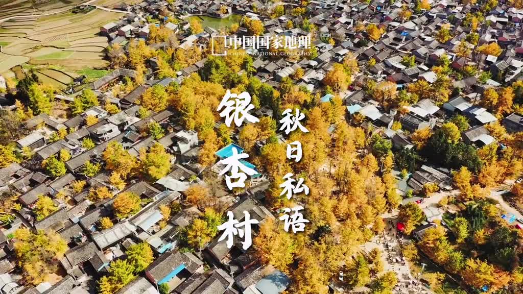 秋天是第二个春天每一片叶子都是一朵花满地翻黄