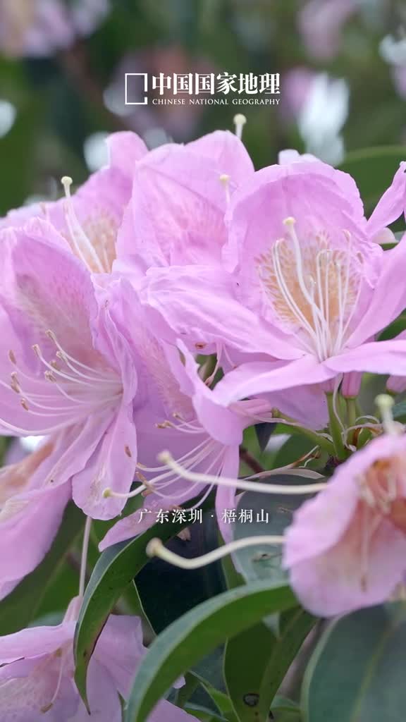 这是杜鹃写给春山的诗广东深圳梧桐山的毛棉杜鹃花开有约灿若云霞这片大树杜鹃以倔强的姿态盛放于都市之中在硬朗的枝头开出烂漫春花置身于此仿佛可见流露于花间的生命力量相信你一定会被它的热烈打动