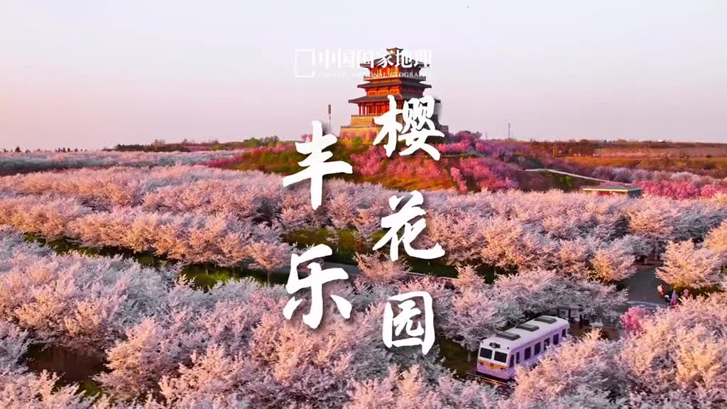 这个春天在黄河边邂逅一段丰乐樱缘吧古柏渡丰乐樱花园位于河南荥阳南水北调穿黄口区域有着80余种十几万株珍稀樱花品种还配以二月兰油菜花组成了黄河岸边明媚的春日花海