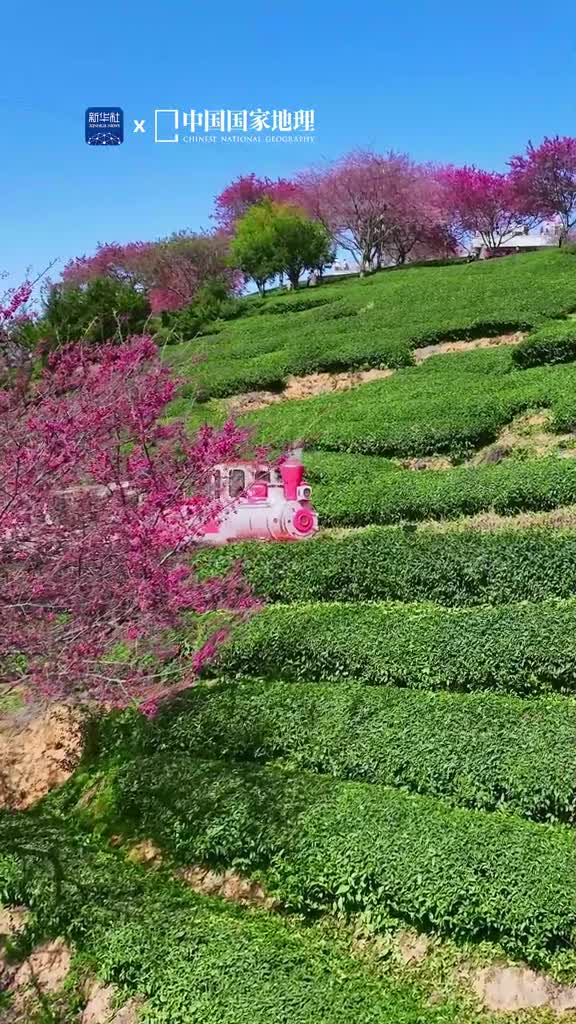 开往春天的粉色小火车来啦人间向暖福建龙岩的永福茶园早樱花开正盛翠绿茶山点缀片片嫣红娇艳繁花挂满枝头