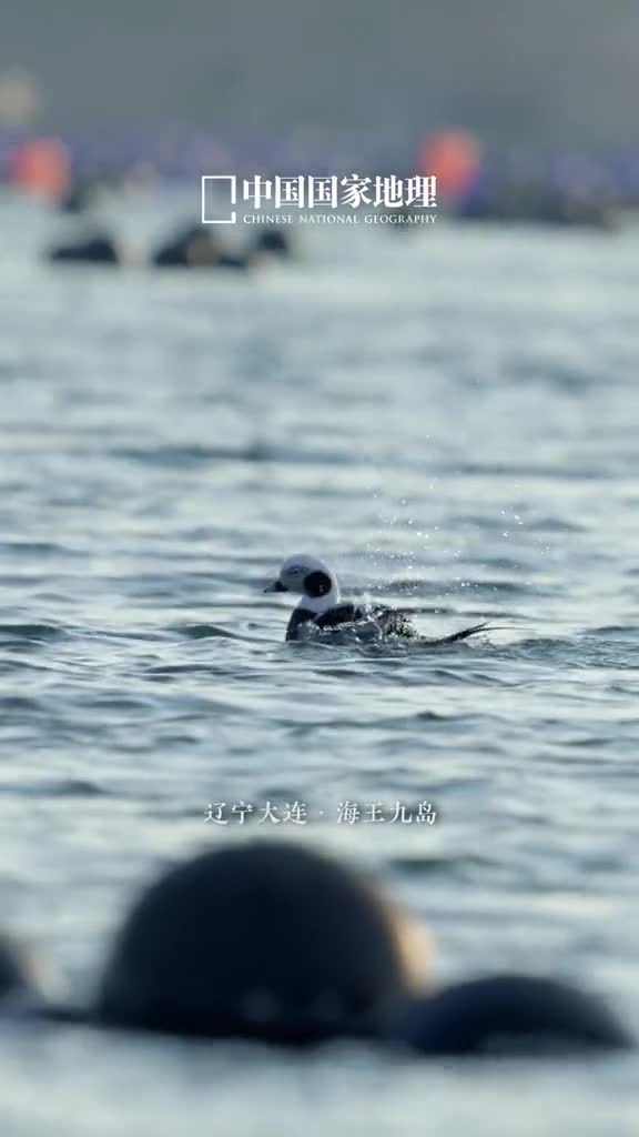 谁能拒绝春鸭惠风和畅吹破寒冰春天的到来是悄无声息的但动物们总能恰到好处地感知到自然的变化初春时节在辽宁大连的海王九岛一部分尚未北迁的冬候鸟长尾鸭好像想多享受一会儿春水的温柔它们在水中嬉戏推着涟漪舒展羽翼沐浴在春日的柔光里