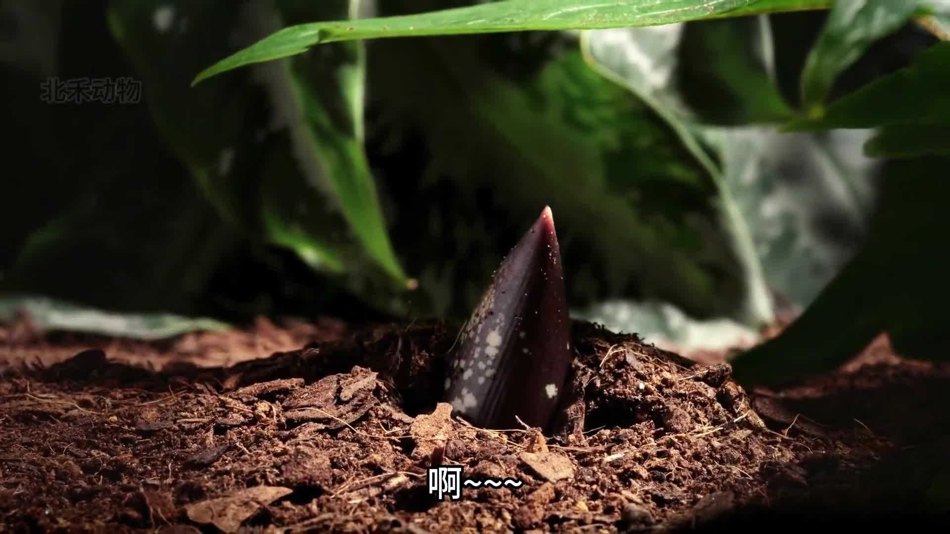 这是世界上最大的花