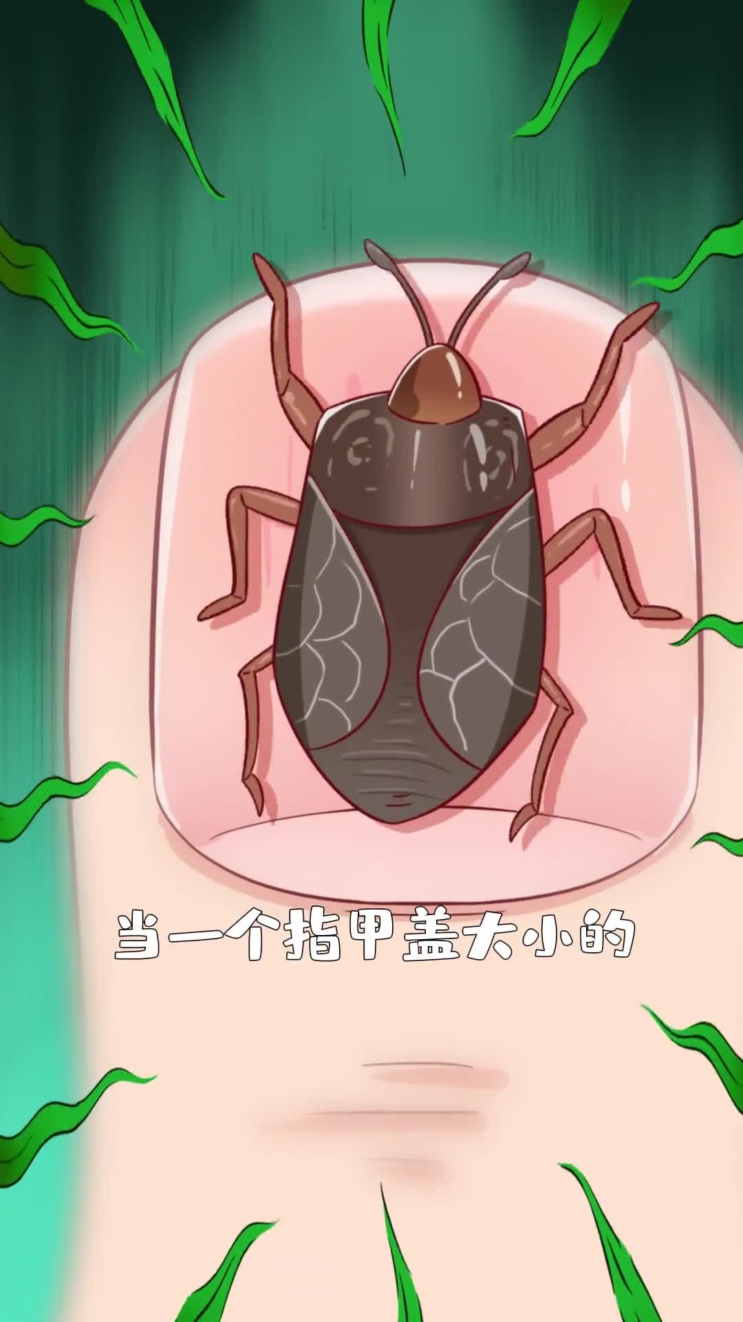 如果给你一盘两面炸至金黄的臭屁虫你敢吃它吗