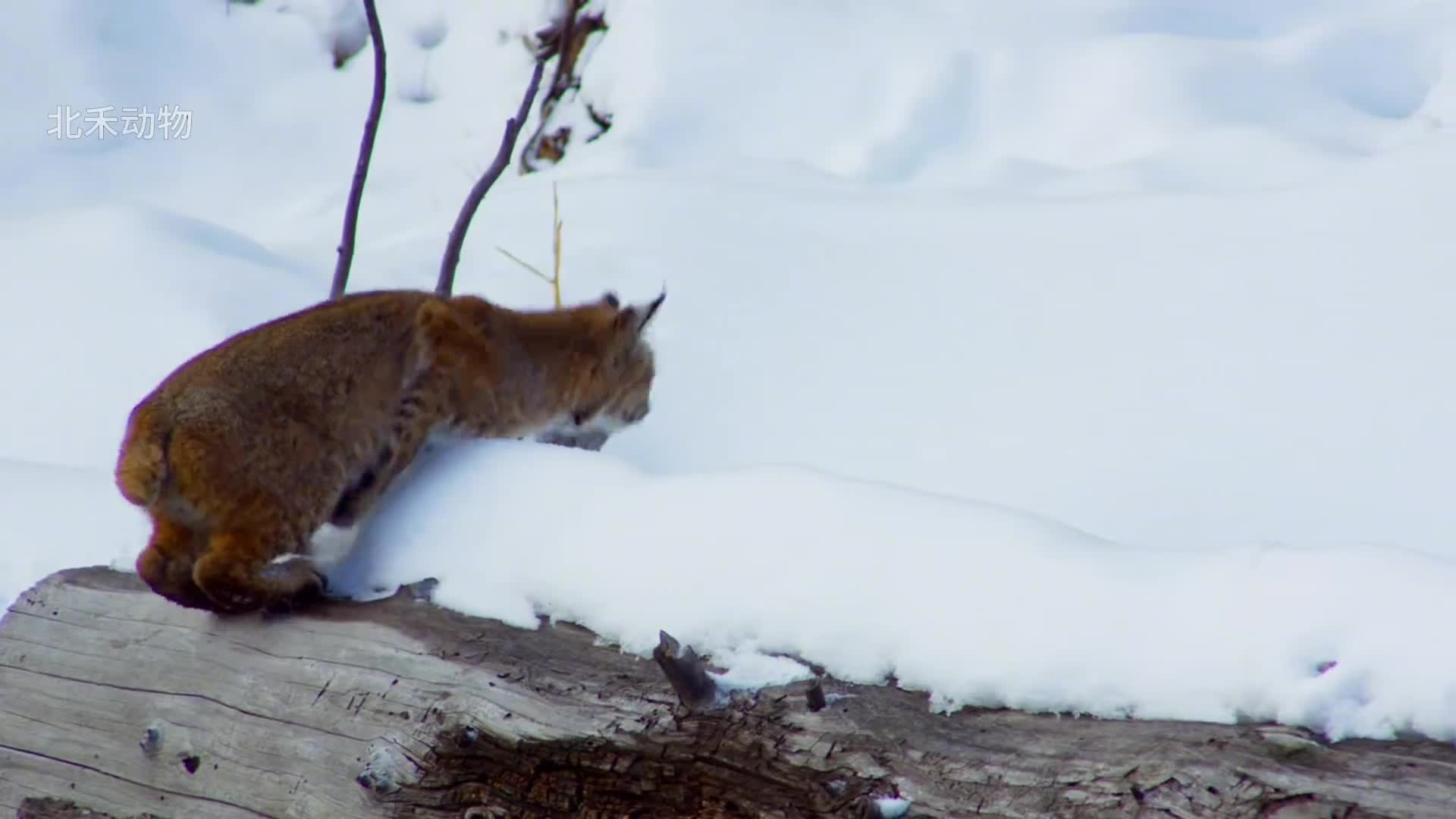 今日份受害者旱獭