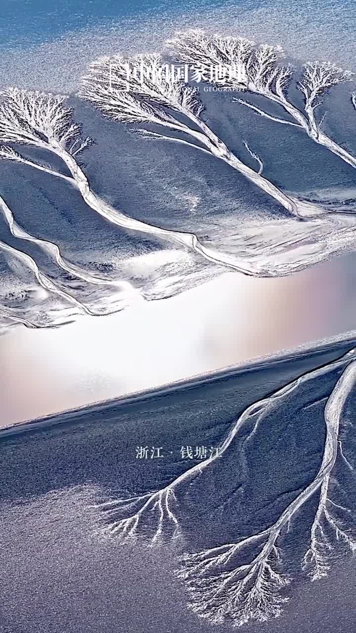 潮退之后千姿百态的奇树涌现参天大树栩栩如生枝桠分明这是潮水与滩涂共同绘就的绝美画卷幅幅不同尽显大自然的鬼斧神工实际上这些主干朝向大海树冠朝向大地的潮汐树是潮滩上发育的潮沟水系