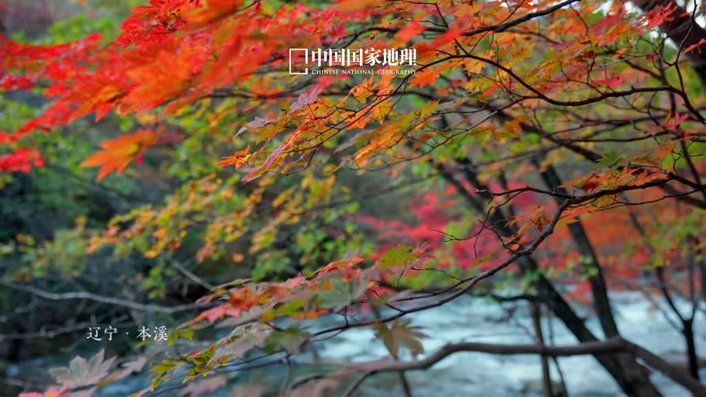 沉浸式感受秋的明艳辽宁本溪素来有着中华枫叶之都的美称当秋风拂过山岗酝酿出华彩篇章漫山遍野红得千变万化红得动人心魄这是只有大自然才能调得出的配色