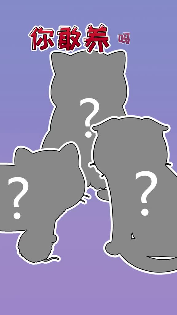 这3种猫你敢养吗反正我不养