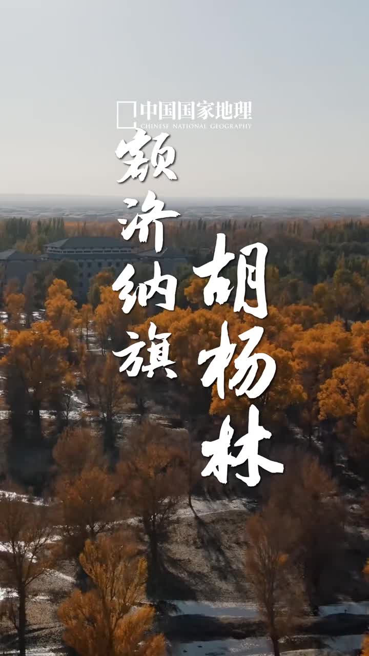 胡杨林之秋如一场金色狂欢