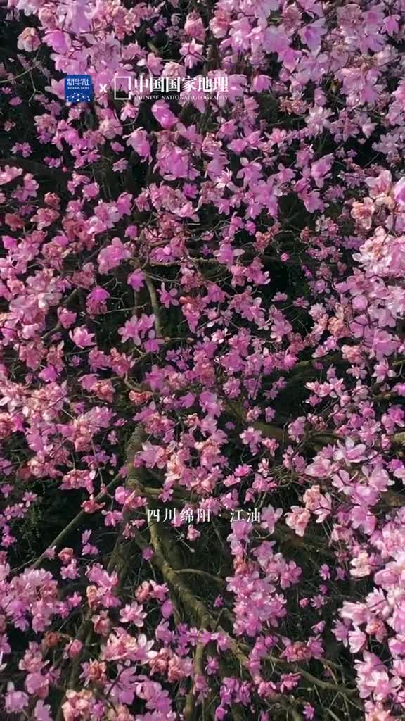 绽放在四川江油的辛夷花花如琼片叶如云姹紫嫣红的花朵传递着春天的心意温柔而美好翠绿山间微风拂过云海缭绕中的花海如彩霞般绚丽多彩目之所及皆是风景