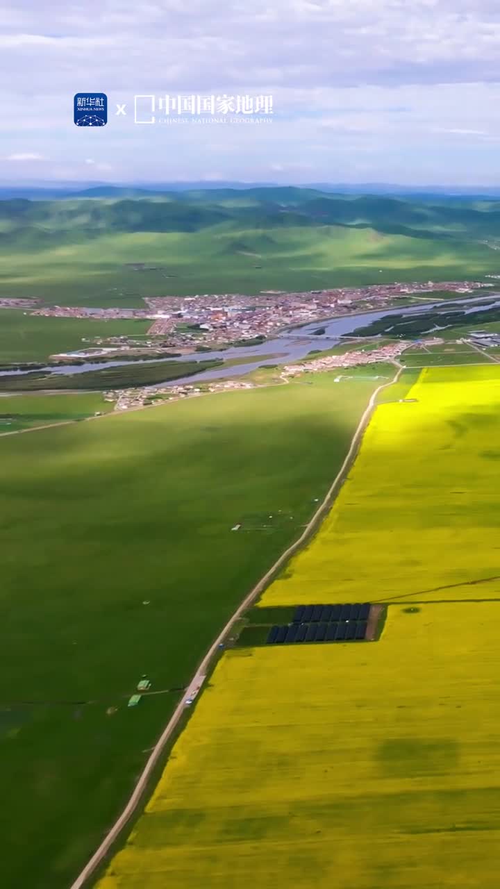 盛夏七月油菜花的金色足迹登上川西北高原这里是四川省阿坝藏族羌族自治州若尔盖县地处青藏高原东部边缘是黄河上游水源涵养重点生态功能区近日白河牧场等地油菜花盛开呈现出壮丽之美