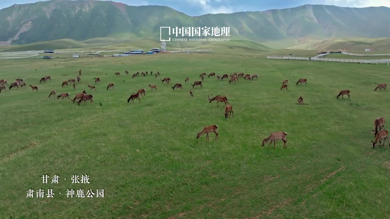 近距离感受草原神鹿的自由在甘肃省张掖市肃南裕固族自治县的神鹿公园中安逸地栖居着一群高原精灵马鹿作为国家二级保护动物它们拥有骏马般健硕的身型高大挺拔的鹿角优雅地伸向天空祁连山下呦呦鹿鸣与生俱来的王者气息让它们如同这片广袤草原的守护者来神鹿公园见草原遇神鹿感受大自然原始野性的气息吧