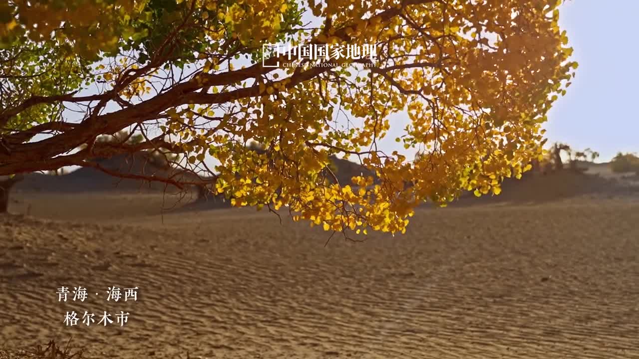 这就是沙漠的脊梁南靠巍巍昆仑山脉北临茫茫戈壁盐滩在青海海西格尔木市以西生长着目前青海省唯一的也是世界上海拔最高的胡杨林格尔木胡杨林这些千年长者以其顽强的意志和不屈的生命力深深扎根于沙海之中任凭风沙肆虐它自傲然挺立在岁月的磨砺中更显风华