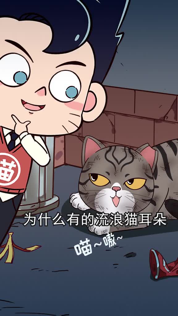 为什么有些流浪猫耳朵缺了一块原来这是种爱的记号