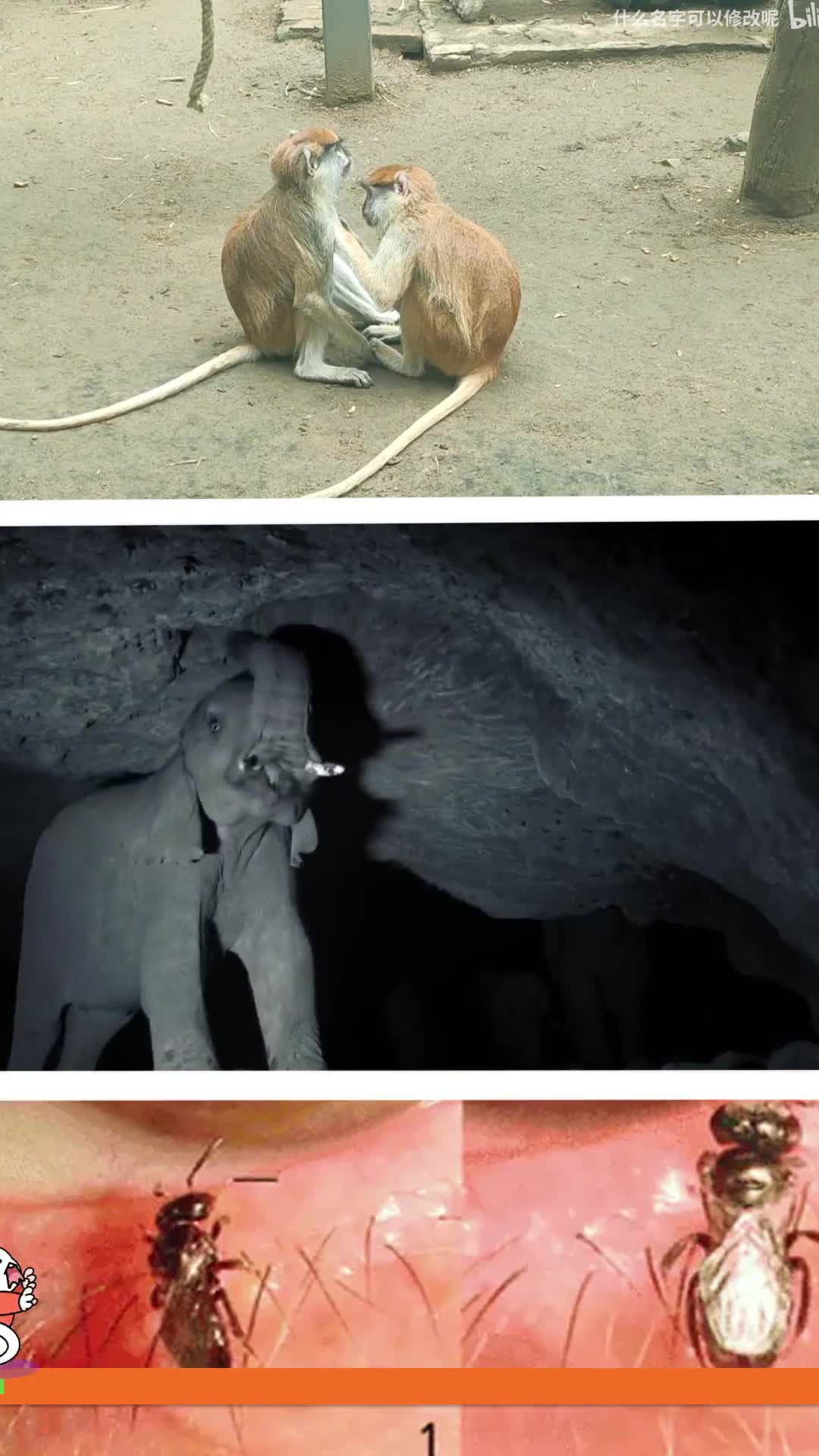 为什么大象要吃土为什么猴子总会抓同伴的毛发