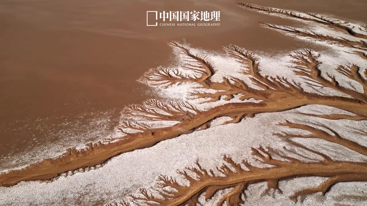 这一棵棵树是生命力的显化从青藏高原辗转而来的黄河水携带大量泥沙在山东东营黄河入海口汇入渤海沧海桑田大河息壤在潮汐的作用下于此形成了一幅浑然天成的妙笔丹青迸发着自然的生命力量