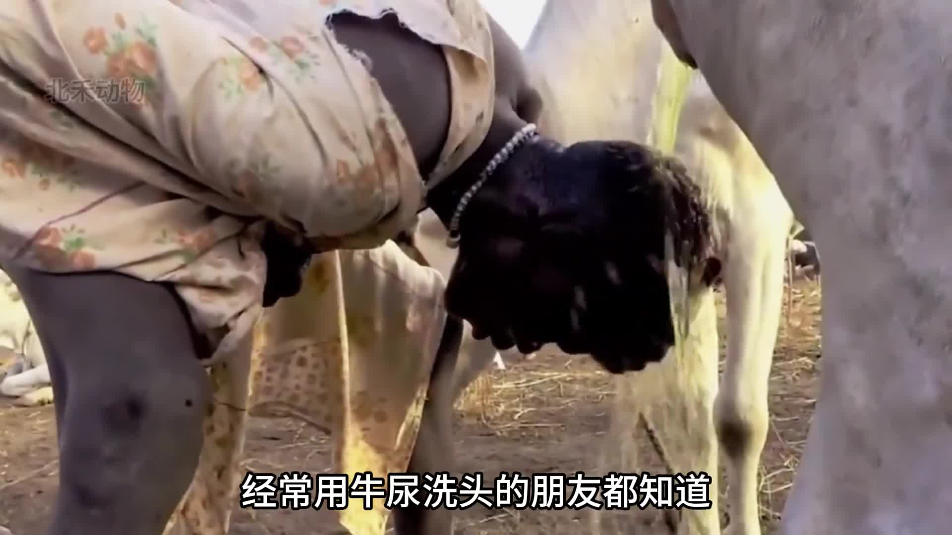 这是一种嘴巴长在鼻子上的虫子